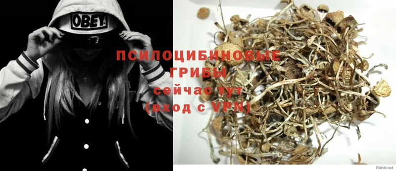 наркошоп  Киренск  Псилоцибиновые грибы Psilocybe 